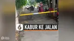 BURUNG UNTA KABUR KE JALAN, KEJUTKAN WARGA DI FILIPINA