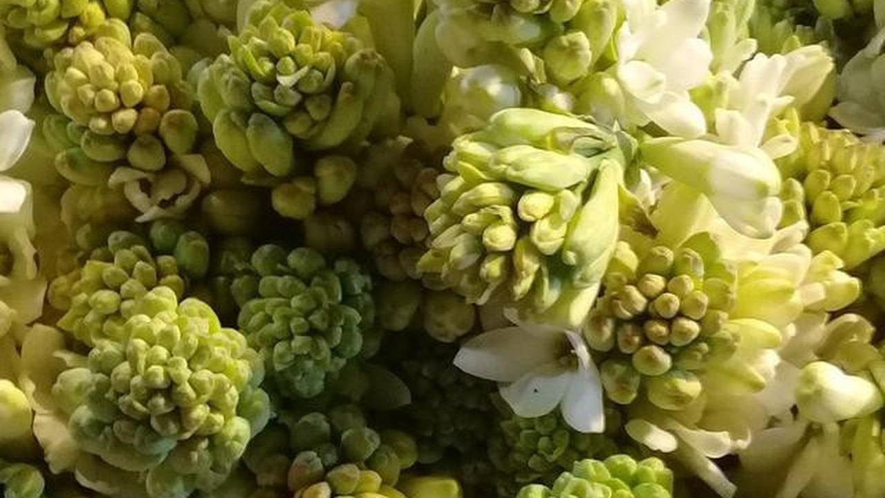 8 Tanaman Teras yang Wangi dengan Warna Estetik, Rahasia Bikin Suasana Rumah Lebih Adem