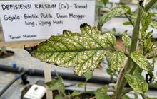 Ada Bintik Putih di Daun Tanaman? Kenali Penyebabnya
