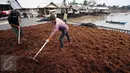 Kelompok Tani Sumber Laut Berjaya binaan PT Pertamina menjemur hasil panen rumput laut di Kampung Manggar, Balikpapan, Kamis (29/10). Pada 2020, Menteri Susi Pudjiastuti melarang ekspor bahan baku mentah rumput laut. (Liputan6.com/Immanuel Antonius)