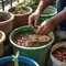 Cara Menanam Kacang Tanah Menggunakan Wadah Bekas untuk Panen di Rumah