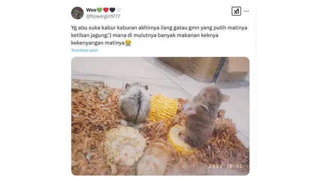 6 Cerita Netizen Hamster Peliharaannya Mati Ini Bikin Sedih Sekaligus Ngakak