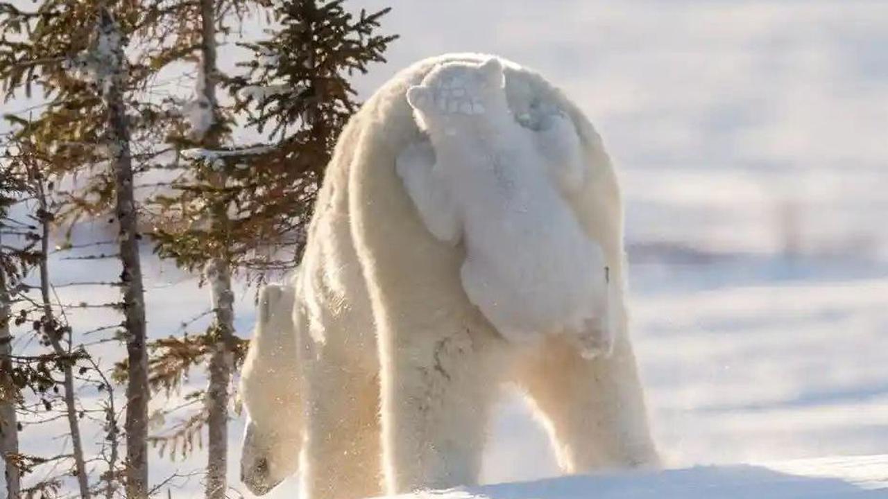 Polar Bear Cub Grabs a Ride by Daisy Gilardini, 2015