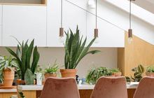 10 Cara Mudah Membuat Kebun Mini di Dapur, Masak Jadi Menyenangkan dan Hemat Pengeluaran