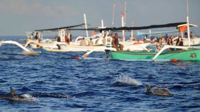 Lumba-lumba berenang dekat perahu yang berisi wisatawan di perairan Pantai Lovina di Singaraja, Bali, Jumat (30/10/2020). Pantai Lovin aini salah satu destinasi pariwisata di Pulau Bali yang menawarkan pemandangan matahari terbit dan wisata mengamati lumba-lumba di laut lepas. (SONNY TUMBELAKA/AFP)