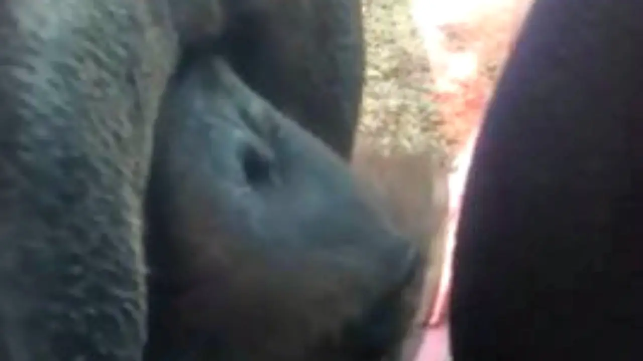 Ciuman Orangutan Untuk Ibu Hamil