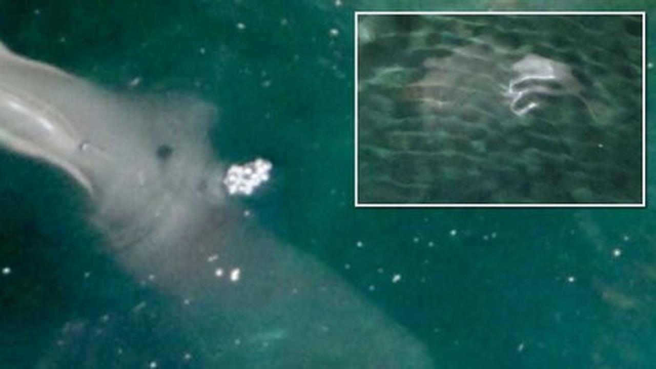 Makhluk laut misterius tertangkap kamera turis, hewan mitos Yunani?