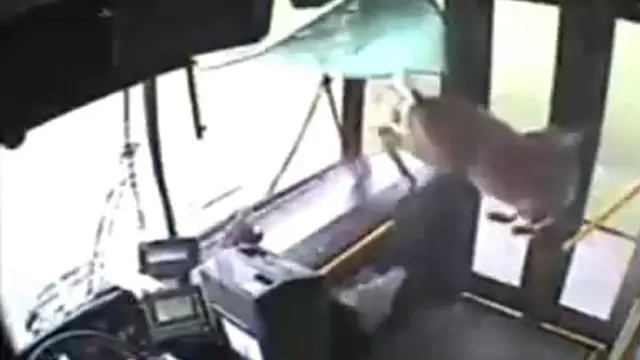 Mengejutkan! Rusa Tabrak Bus dan Masih Hidup