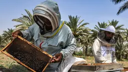 Peternak lebah di Irak menderita karena kekeringan, suhu tinggi, dan curah hujan rendah. (AFP/AHMAD AL-RUBAYE)