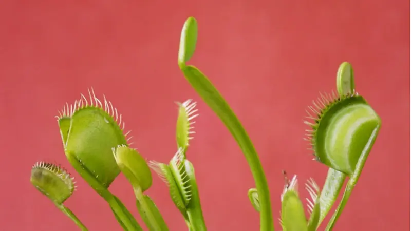 Ilustrasi Venus Flytrap. (Unsplash/Carla Quario)