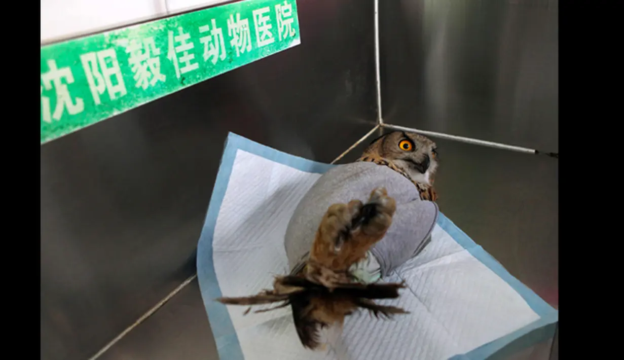 Burung hantu elang saat mengalami patah tulang di sayap kanannya sebelum di operasi di rumah sakit hewan Shenyang, provinsi Liaoning, Rabu (21/1/2015). Burung hantu jenis ini merupakan salah satu hewan yang dilindungi di Tiongkok (REUTERS/Stringer)
