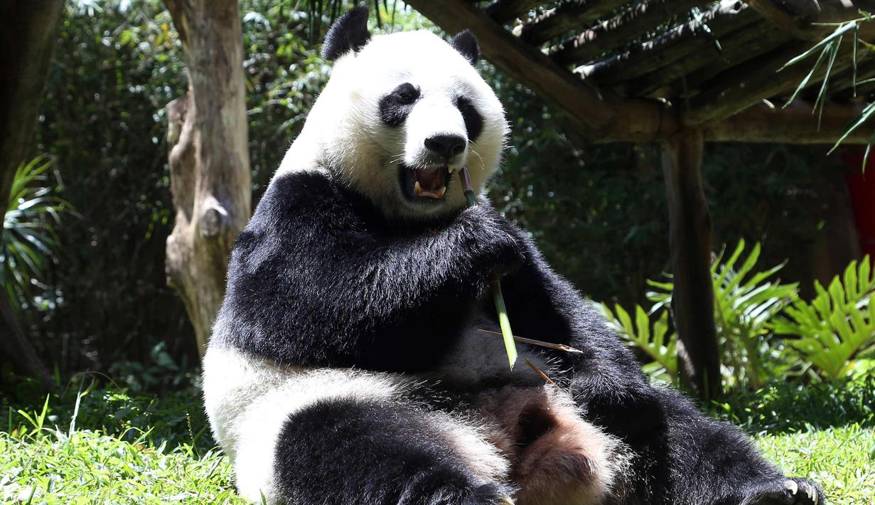 Panda asal China bernama Hu Chun memakan bambu di kebun binatang Taman Safari Indonesia di Bogor, Jawa Barat, (1/11). Kedua panda asal China Cai Tao dan Hu Chun dipinjamkan untuk pengembangbiakan di Indonesia. (AP Photo / Achmad Ibrahim)