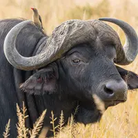 ilustrasi kerbau/ZACHARY PEARSON/unsplash