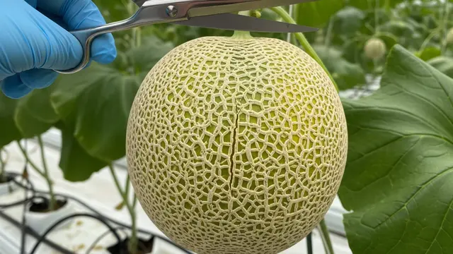 cara budidaya melon hidroponik hasil melimpah super lebat