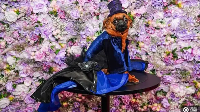 Priscilla Tampil Nyentrik dengan Gaya Ikonik Ala Zahra di Pet Gala