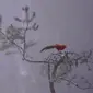 Burung phoenix merah asal China. Dok: Inkstone