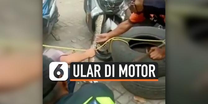VIDEO: Bikin Bergidik, Ular Bersembunyi di Motor