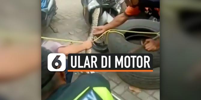 VIDEO: Bikin Bergidik, Ular Bersembunyi di Motor
