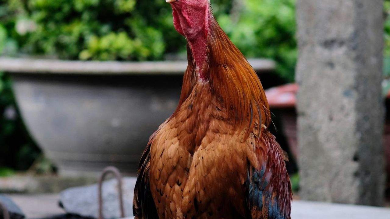 <b>Ayam Jantan Jago</b>