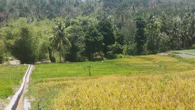 Pemda Aceh dan Petani Sambut Gembira Tambahan Alokasi Pupuk Subsidi