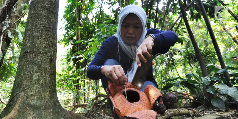 Bunga Langka Rafflesia Patma Mekar di Kebun Raya Bogor