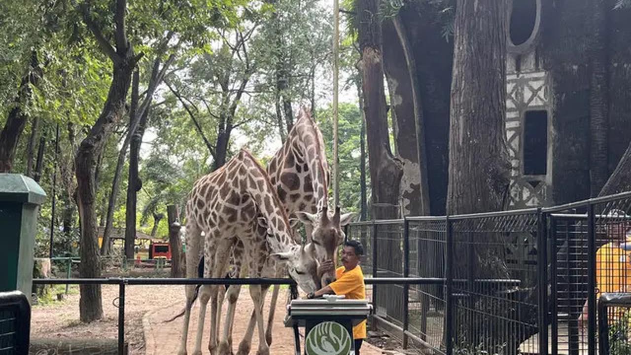 Harga Tiket Masuk Taman Margasatwa Ragunan, Buka Malam Hari Mulai Sabtu 11 Oktober 2025