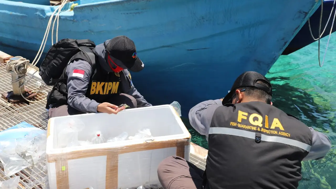 Pelepasliaran Bibit Lobster
