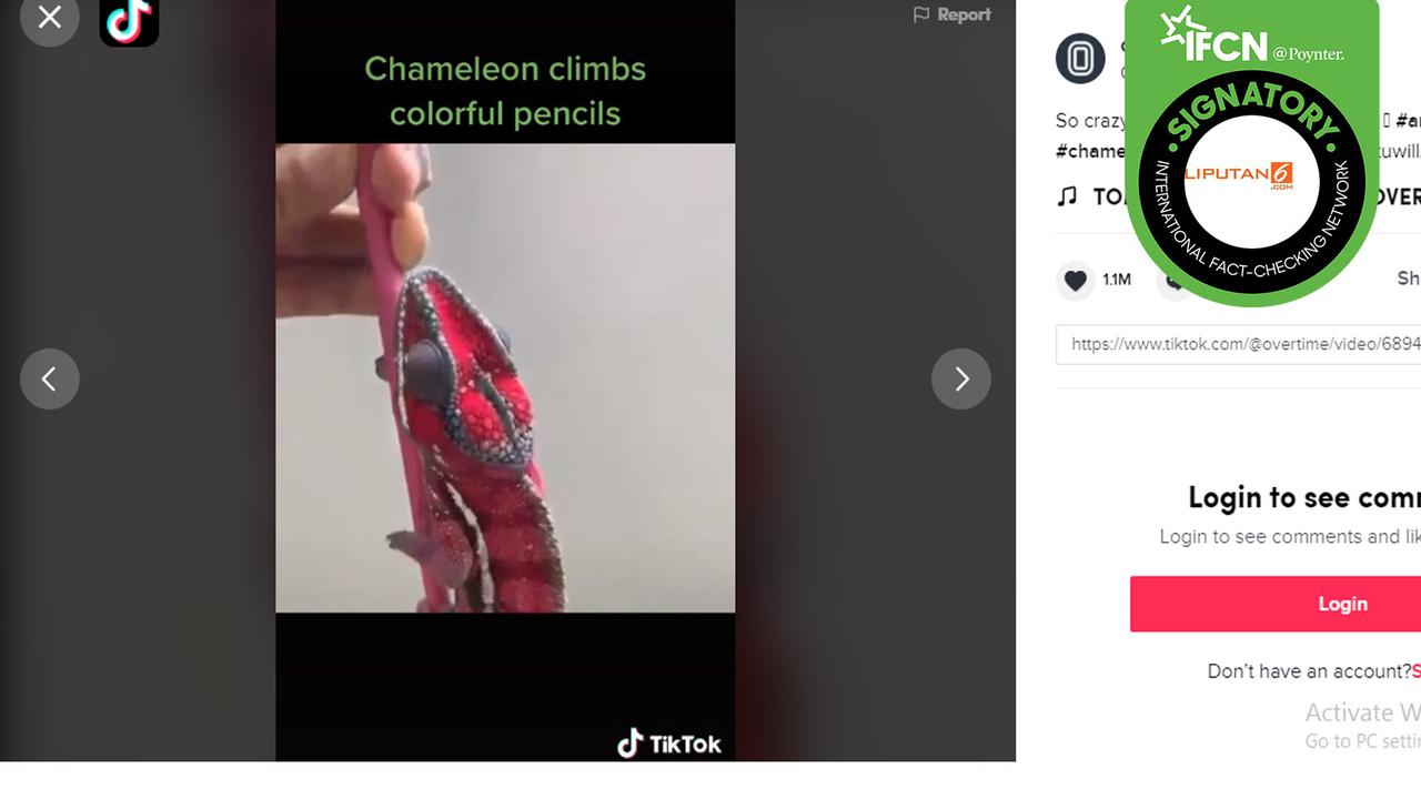 Tidak benar bunglon bisa ganti warna sesuai warna pensil