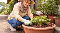 Cara Menanam Buah di Pot untuk Rumah Desa Tanpa Halaman