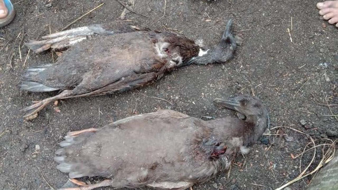 hewan ternak mati mendadak