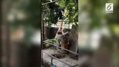 Seekor anjing campuran Siberian Husky degan Thai Bangkaew menunjukkan reaksi yang tidak biasa. Ia gelisah saat melihat anjing betina tetangga pergi.