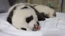 Salah satu anak panda kembar bernama Petite Neige tidur di dalam kotak di Kebun Binatang Beauval, Prancis tengah pada Kamis (30/9/2021). Kedua anak panda itu lahir pada 2 Agustus 2021 lalu dan sekarang beratnya lebih 2800 gram. (SOUVANT GUILLAUME / AFP)