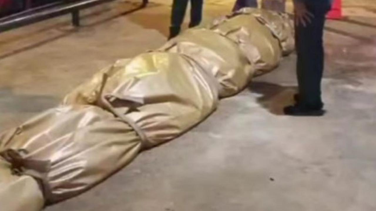 DPKP Inhil Kirim Bangkai Buaya Raksasa 585 Kg ke Jakarta untuk Diawetkan