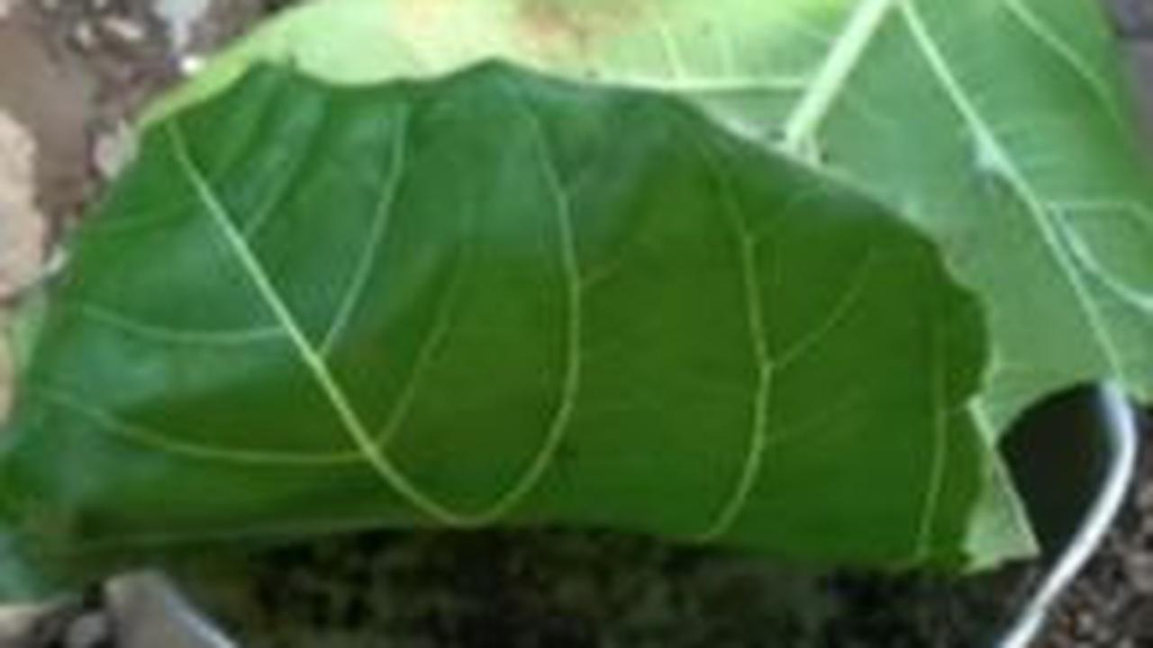 Apa Itu Kroto?<br>