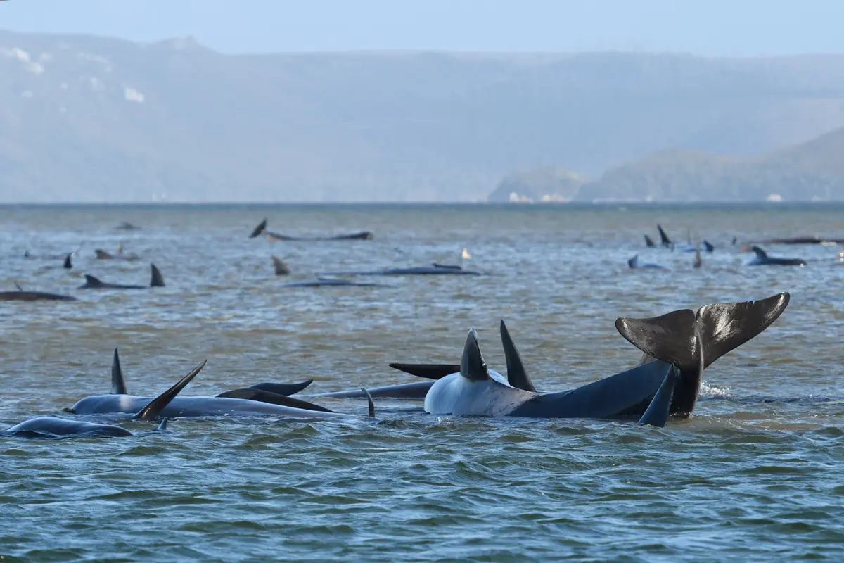 Ratusan Paus Pilot Terdampar di Pantai Tasmania