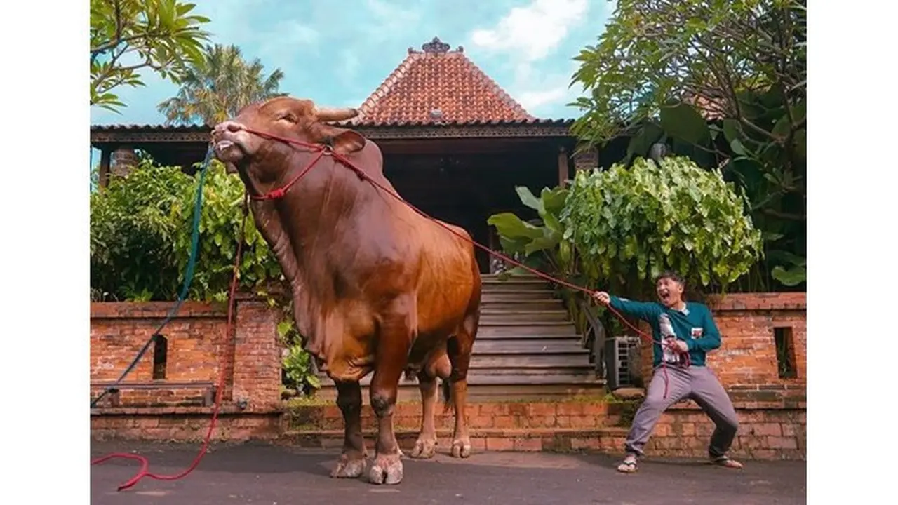 5 Artis Ini Pilih Sapi Jumbo untuk Kurban Idul Adha, Rela Cari ke Luar Kota
