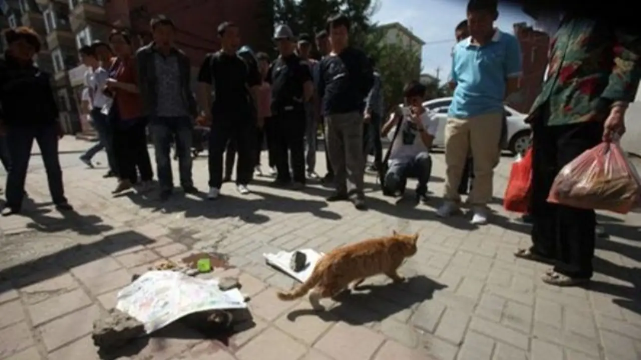 Misteri Kematian Massal Kucing-kucing di Singapura 5 Bulan Ini