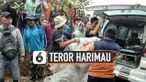 v teror harimau