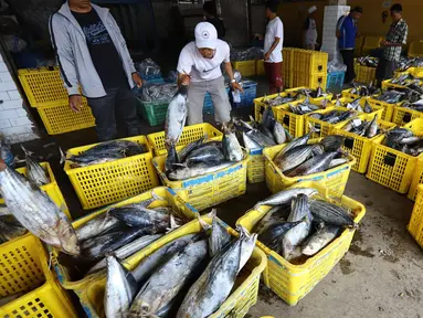 Nelayan memindahkan ikan laut hasil tangkapan di Pelabuhan Muara Angke, Jakarta, Kamis (26/10). Kementerian Kelautan dan Perikanan (KKP) menyatakan hasil ekspor perikanan Indonesia menunjukkan peningkatan. (Liputan6.com/Angga Yuniar)