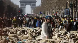 Gembala berdiri di antara sekitar 2.000 domba untuk menandai berakhirnya Pameran Pertanian Internasional di jalan Champs-Elysees Paris, Minggu (6/3/2022). Hewan dan gembala dari wilayah barat daya Prancis diarak di jalan terkenal mempromosikan pekerjaan dan wilayah mereka. (AP Photo/Thomas Padilla)