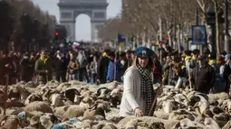 FOTO: Ribuan Domba Berbaris di Jalanan Paris