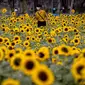 Seorang pria berjalan melalui ladang bunga matahari di Wachirabenchathat Park di Bangkok pada 20 Januari 2022. Bunga matahari yang bermekaran pada November hingga Januari menjadi daya tarik wisatawan. (Jack TAYLOR / AFP)