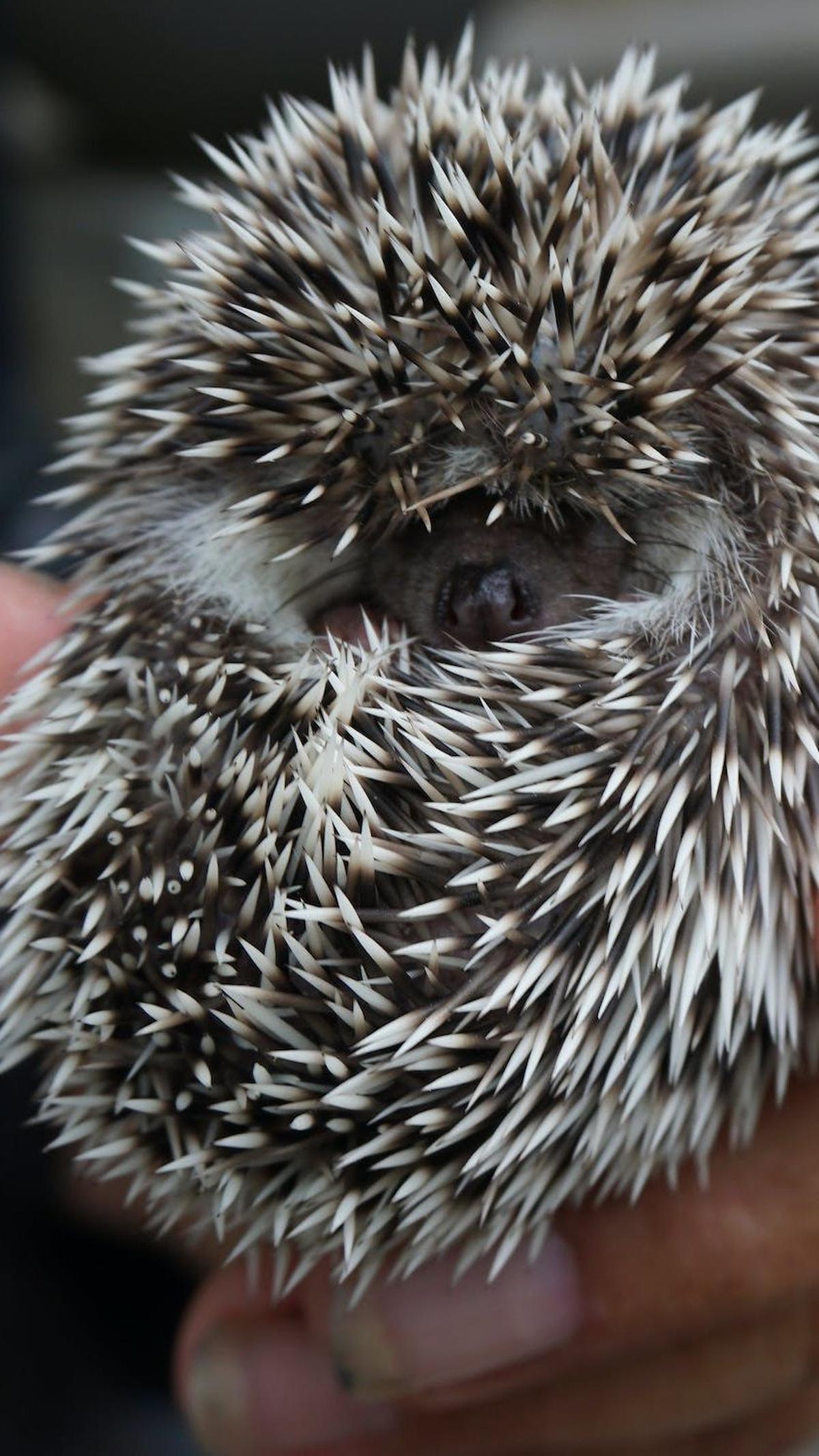 8. Landak Mini atau Hedgehog: Berduri tapi Ramah