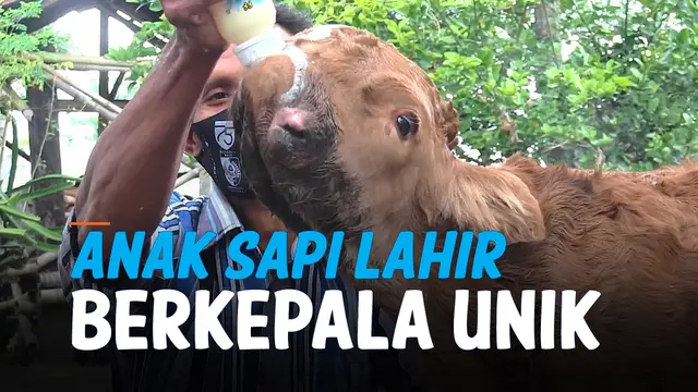 SAPI LANGKA