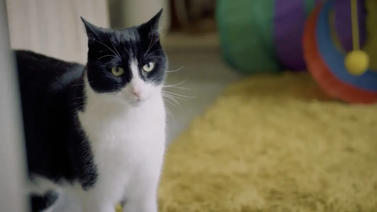 Zeeby dianugerahi Cat of The Year karena Selamatkan Penyandang Tuli