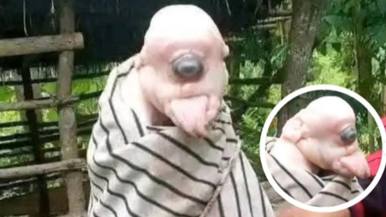 Anak Babi Berbentuk Unik Bikin Heboh