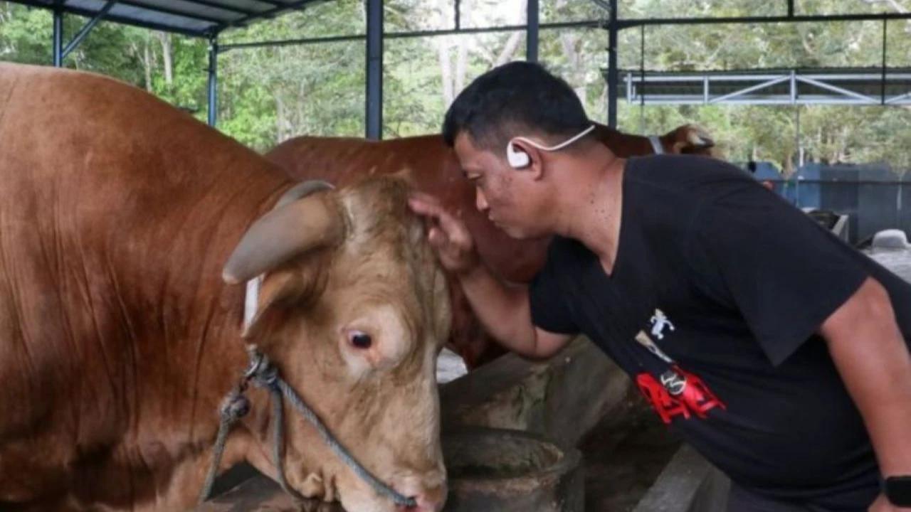 DKP3 Balikpapan Pastikan "Bison" Sapi Kurban Presiden 100 Persen Sehat