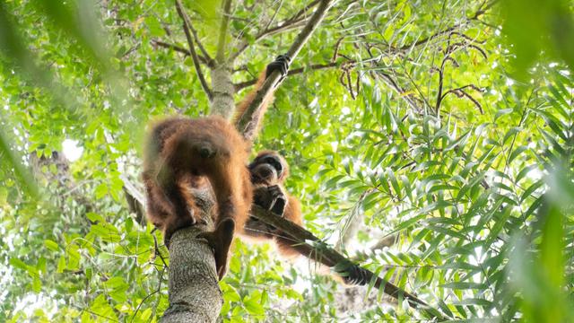 Kisah 3 Hari Perjalanan Menerabas Hutan Demi Kembalikan Orangutan Ke Habitatnya Regional Liputan6 