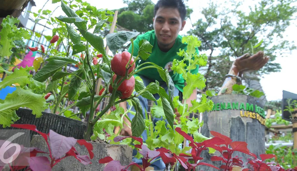 Seorang narapidana mengecek tanaman saat Festival Napi Berkebun (FNB) 2015 di Pasar Festival Gelanggang Olahraga Soemantri Brodjonegoro, Kuningan, Jakarta Selatan, Jumat, (18/12/15). (Liputan6.com/Faisal R Syam)