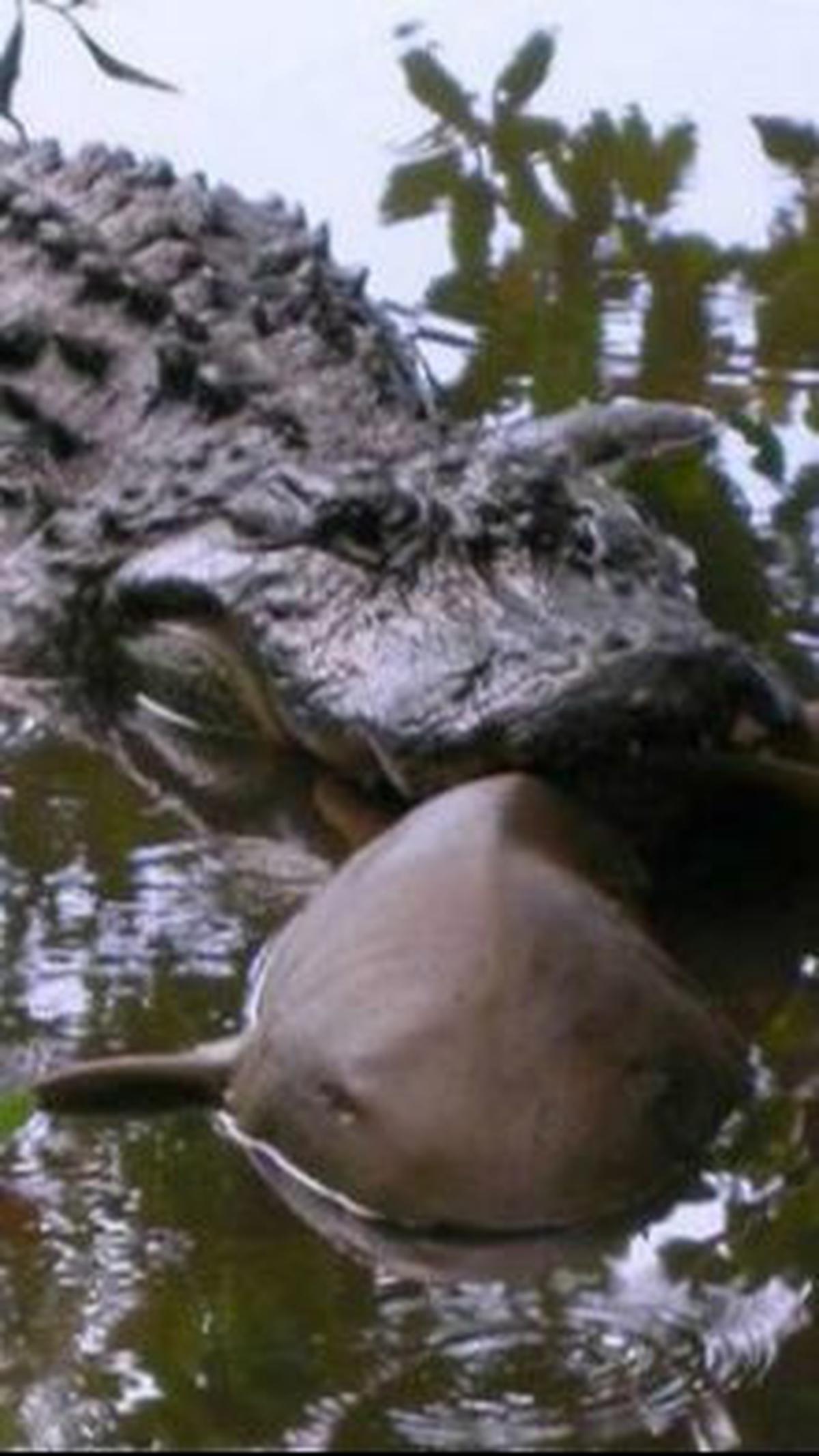 4. Aligator Amerika